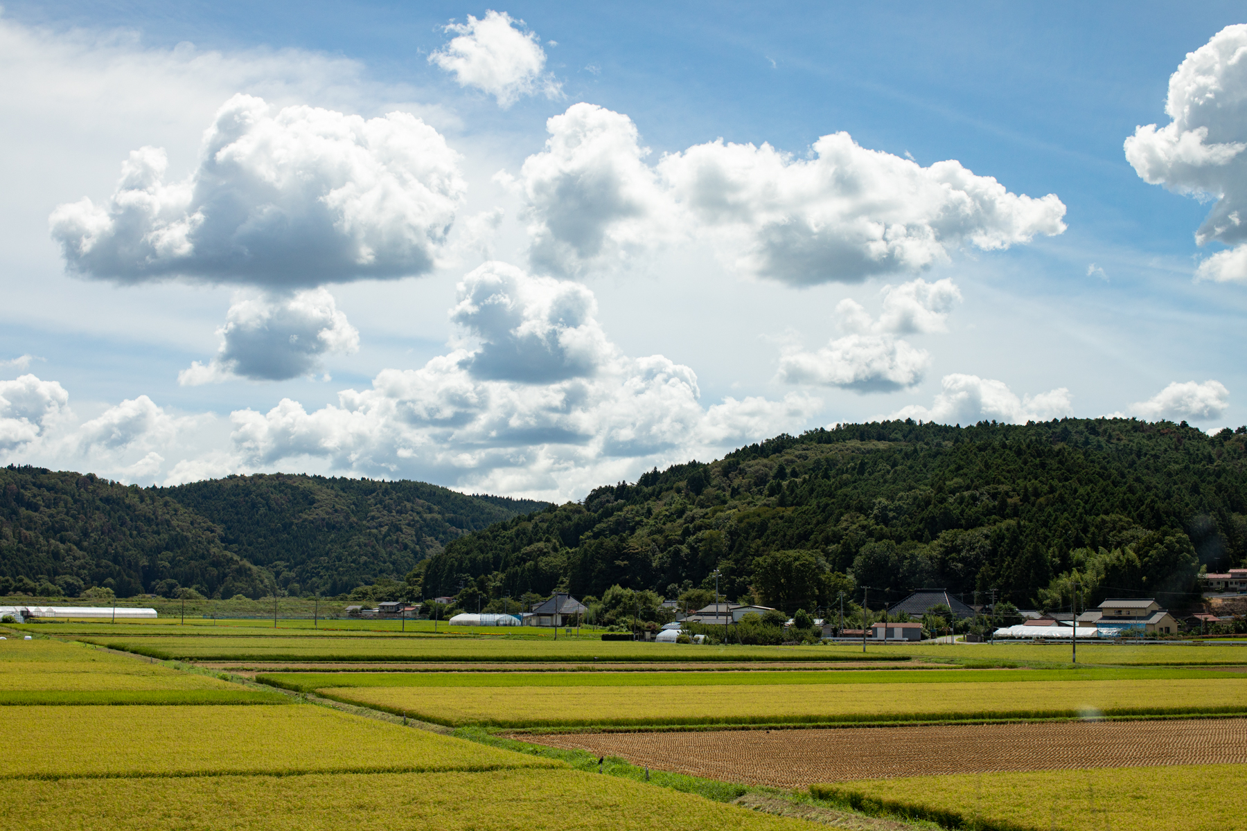 20250828-112116-mojinchan.jpg