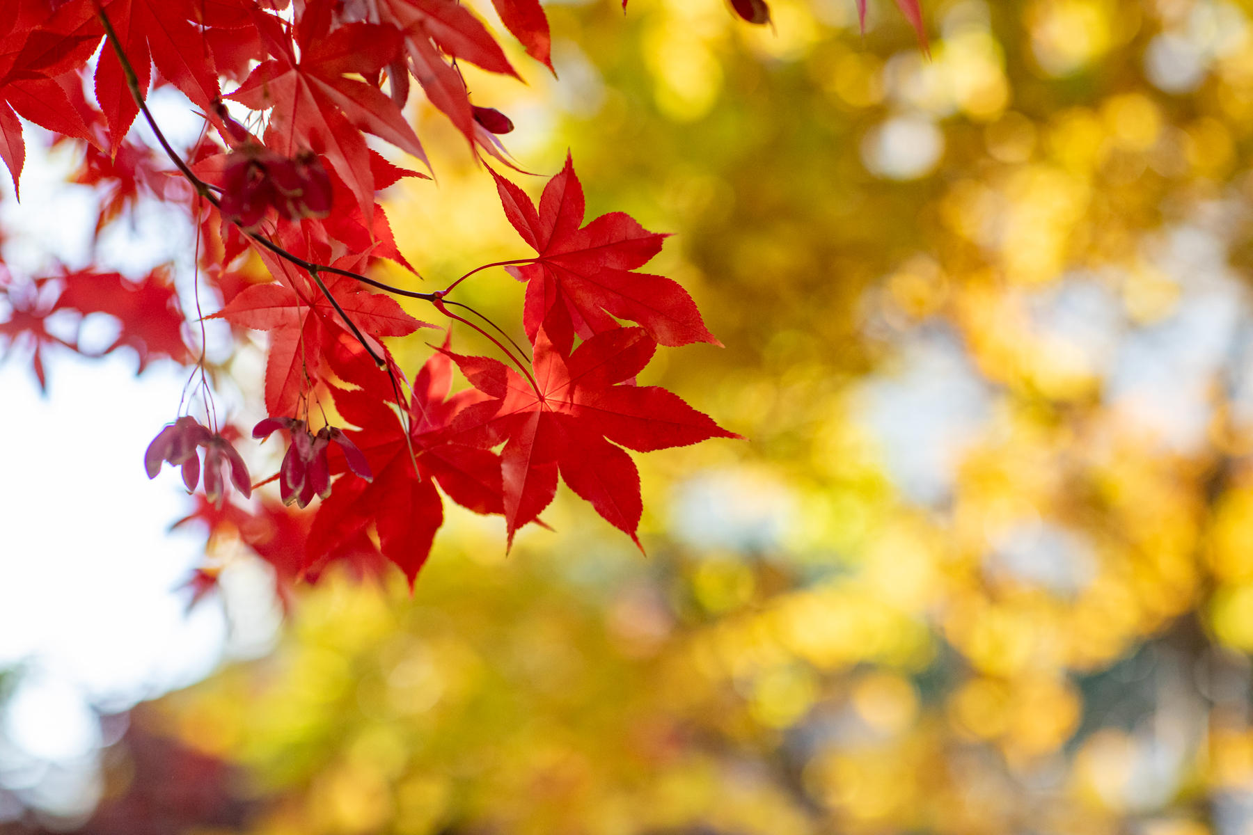 20251115-135114-mojinchan.jpg 20251115-135114-mojinchan.jpg