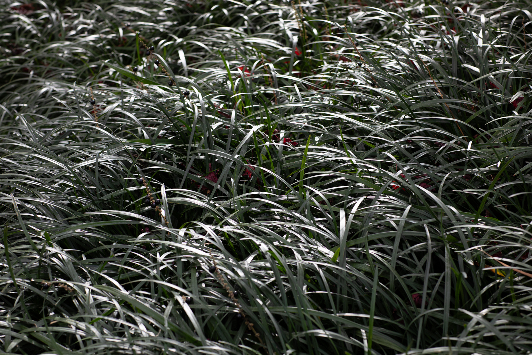 20251129-112920-mojinchan.jpg 20251129-112920-mojinchan.jpg