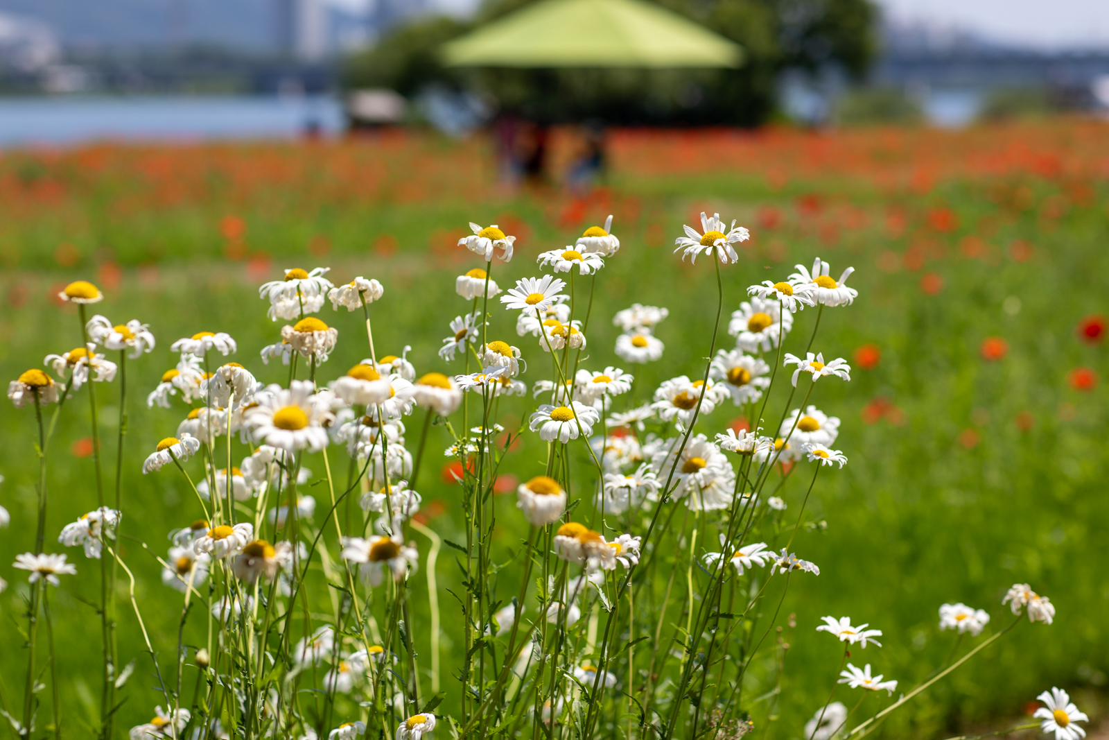 20260530-142124-mojinchan.jpg