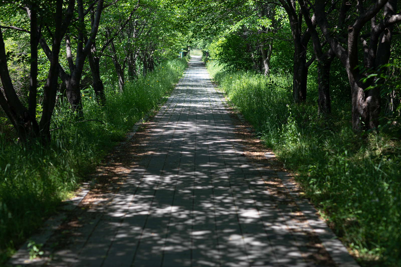 20260530-144717-mojinchan.jpg