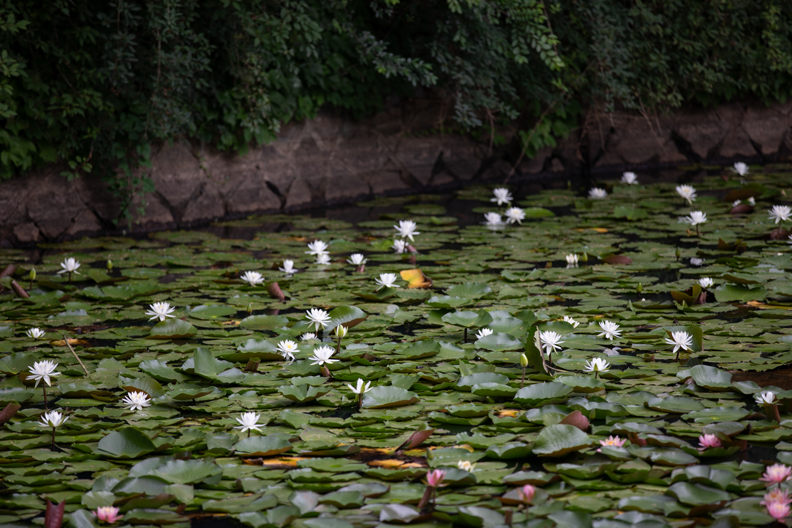 20260704-115827-mojinchan.jpg