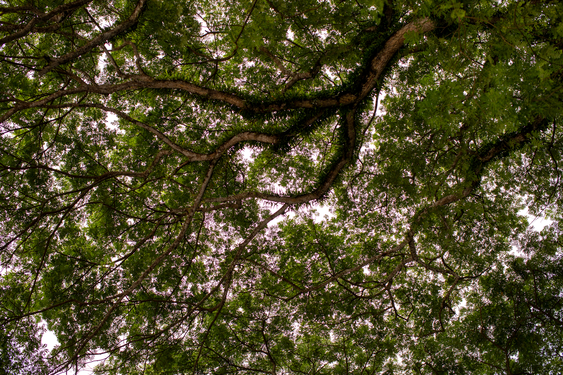 20260820-175520-mojinchan.jpg
