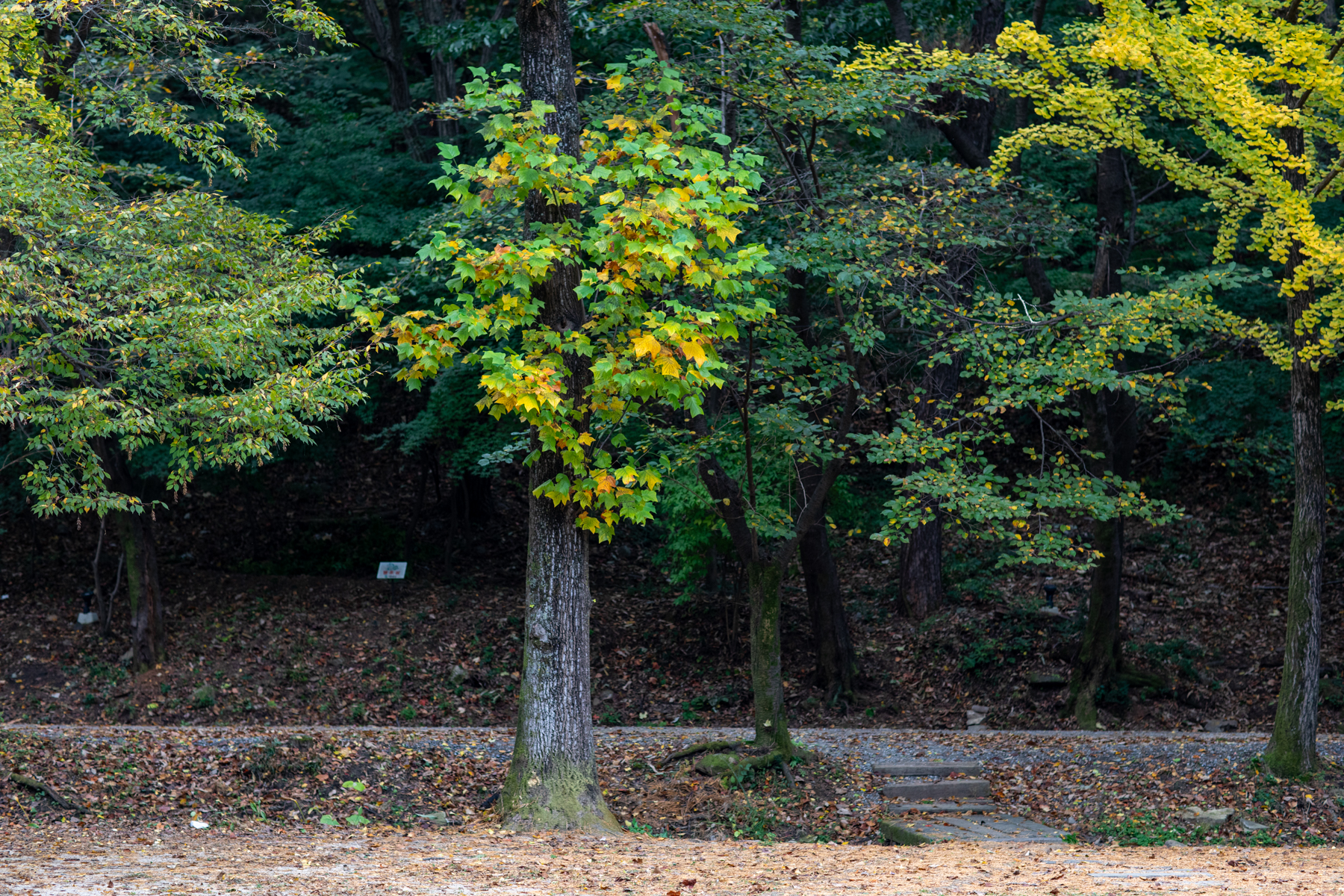 20261024-131719-mojinchan.jpg