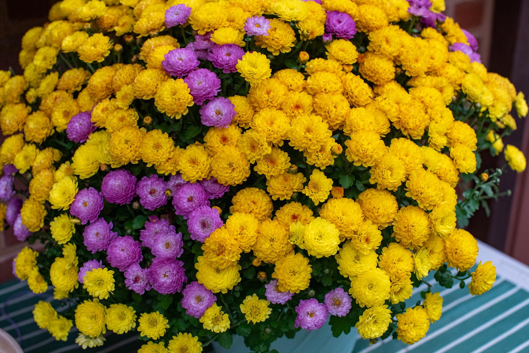 20261024-153116-mojinchan.jpg